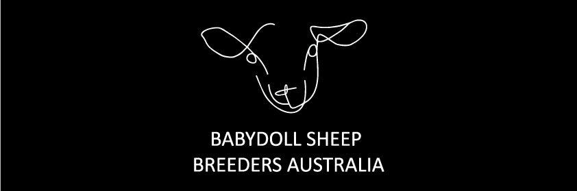 Babydoll Sheep Breeders Australia